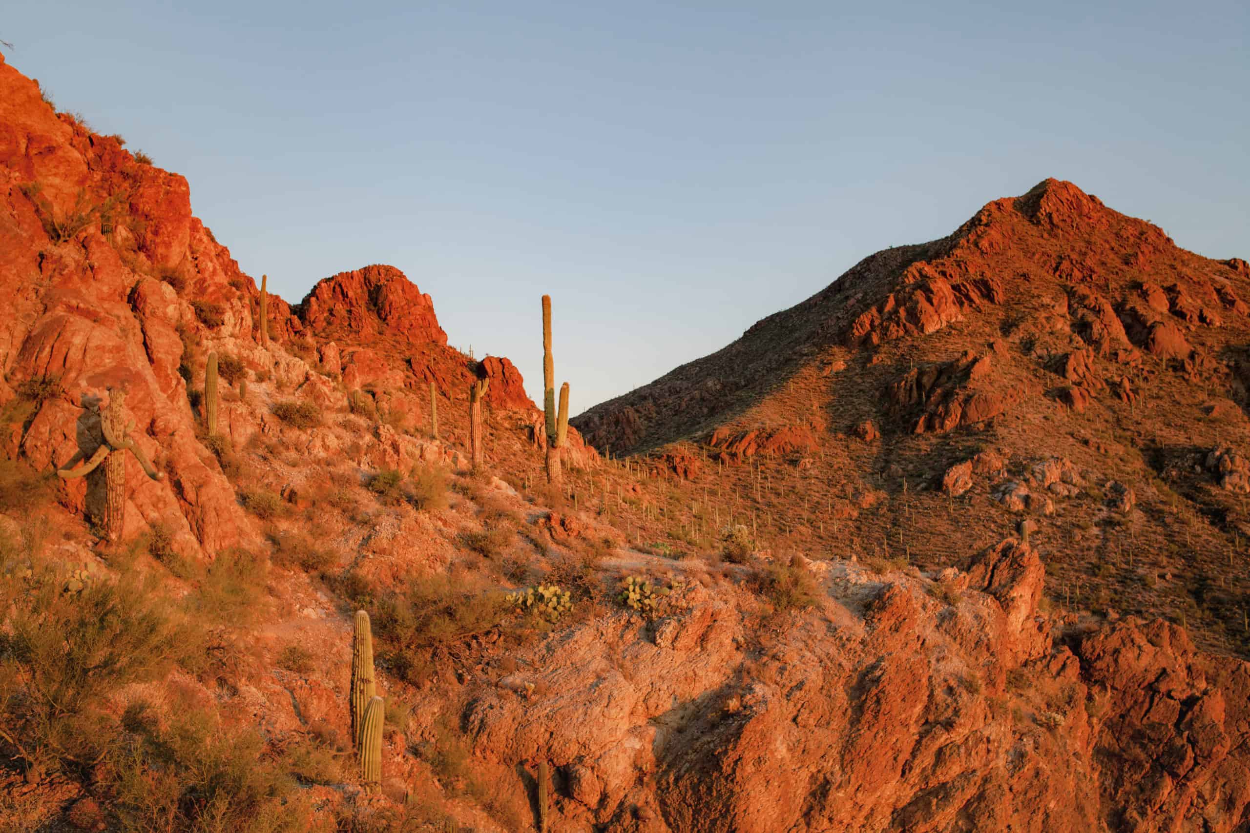 phoenix nature